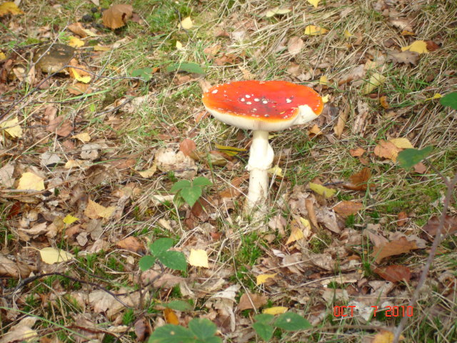 Fly Agaric Fungus